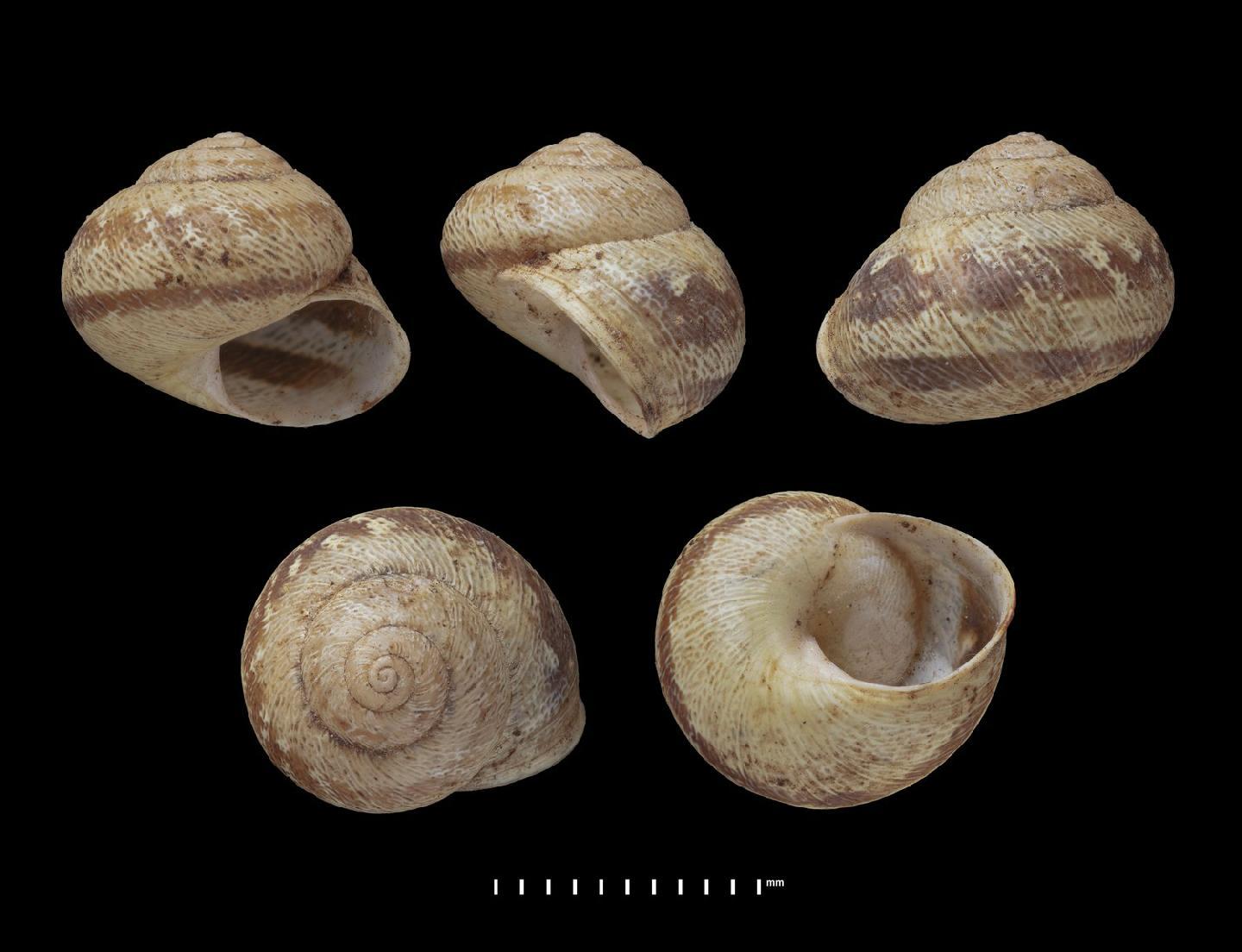 To NHMUK collection (Helix (Helicogena) erubescens Lowe, 1831; SYNTYPE; NHMUK:ecatalogue:2437859)