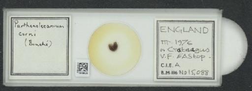 Parthenolecanium corni (Bouche, 1844) - 010137594_117397_1101018
