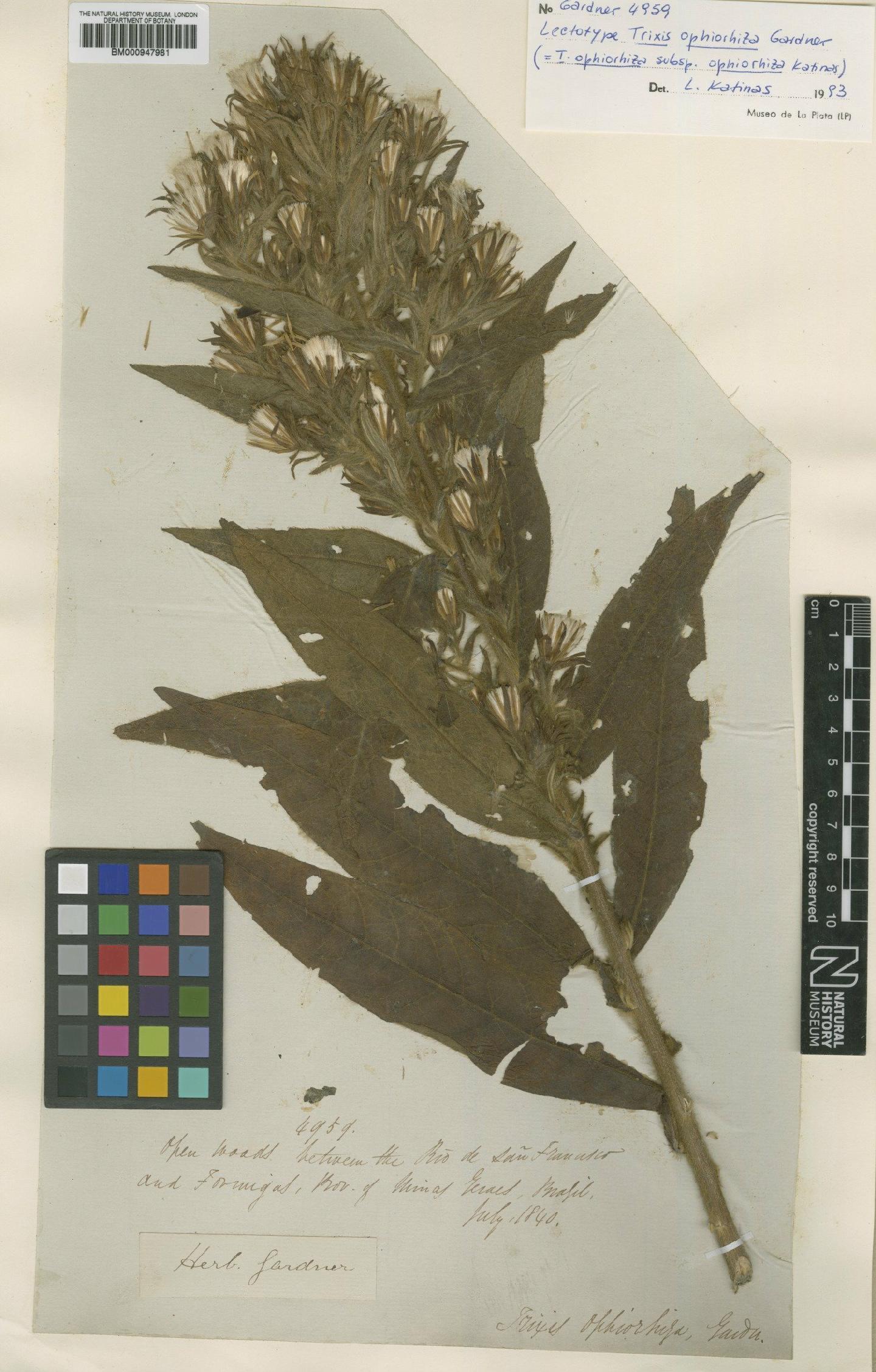 To NHMUK collection (Trixis ophiorhiza subsp. ophiorhiza Gardner; Lectotype; NHMUK:ecatalogue:621081)