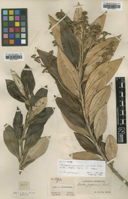 Ocotea guianensis Aubl. - BM001009310