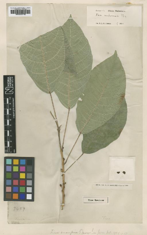 Ficus madurensis Miq. - BM000951765