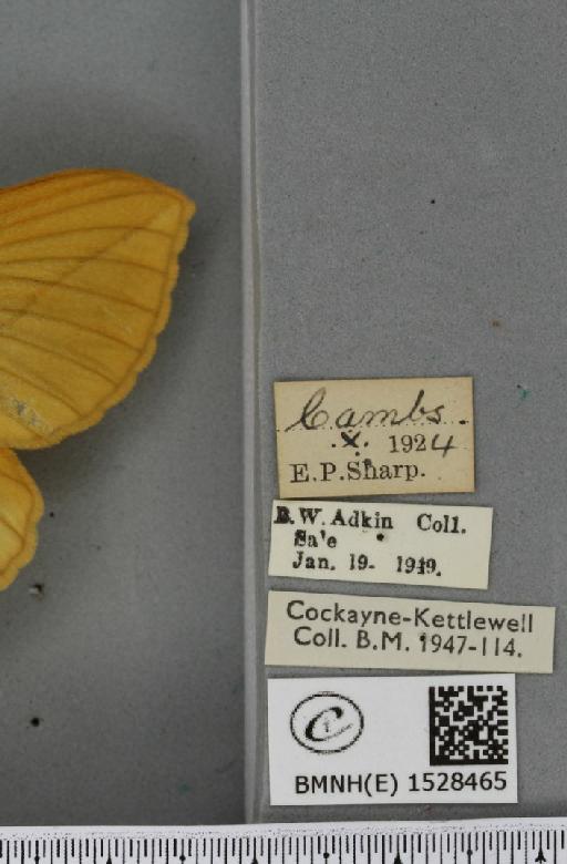 Euthrix potatoria ab. inversa Caradja, 1895 - BMNHE_1528465_label_196958