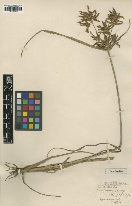 Cyperus serotinus Rottb. - BM000958983