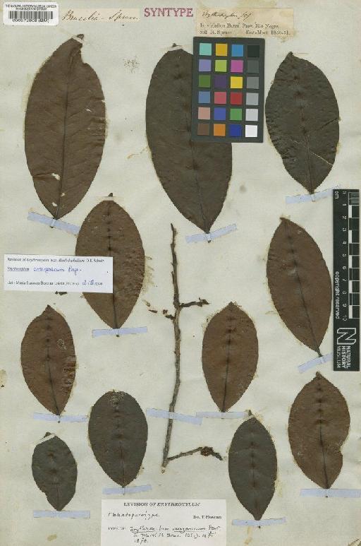 Erythroxylum amazonicum Peyr. - BM000572908