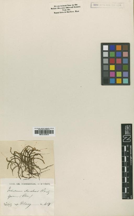 Bryoerythrophyllum wallichii (Mitt.) P.C.Chen - BM001006616