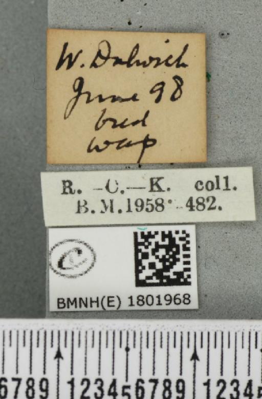 Pasiphila rectangulata ab. nigrosericeata Haworth, 1809 - BMNHE_1801968_label_378023