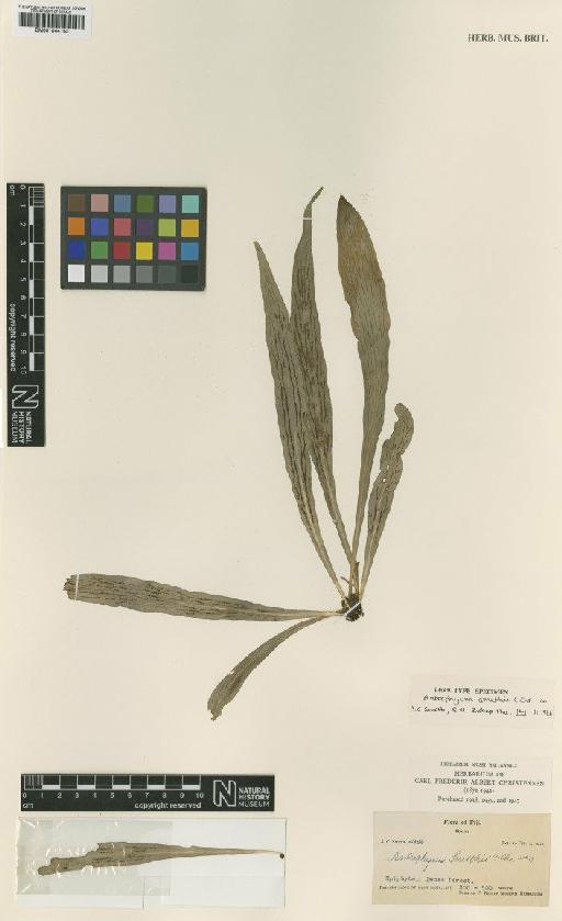 Antrophyum smithii C.Chr. - BM001044163