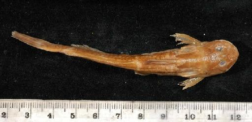 Microsynodontis batesii Boulenger, 1903 - 1903.7.28.105-110a; Microsynodontis batesii; dorsal view; ACSI Project image