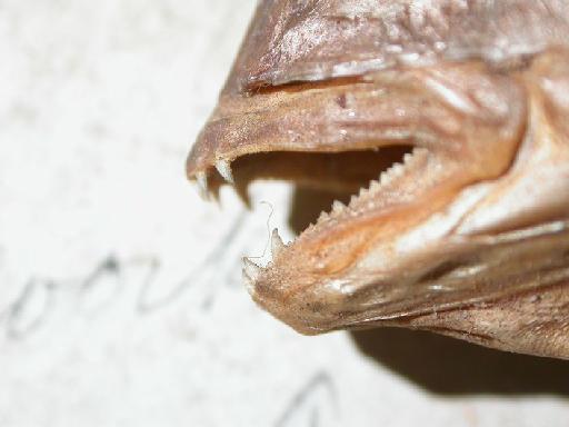 Chrysophrys cuvieri Day, 1875 - Chrysophrys cuvieri, close-up of teeth