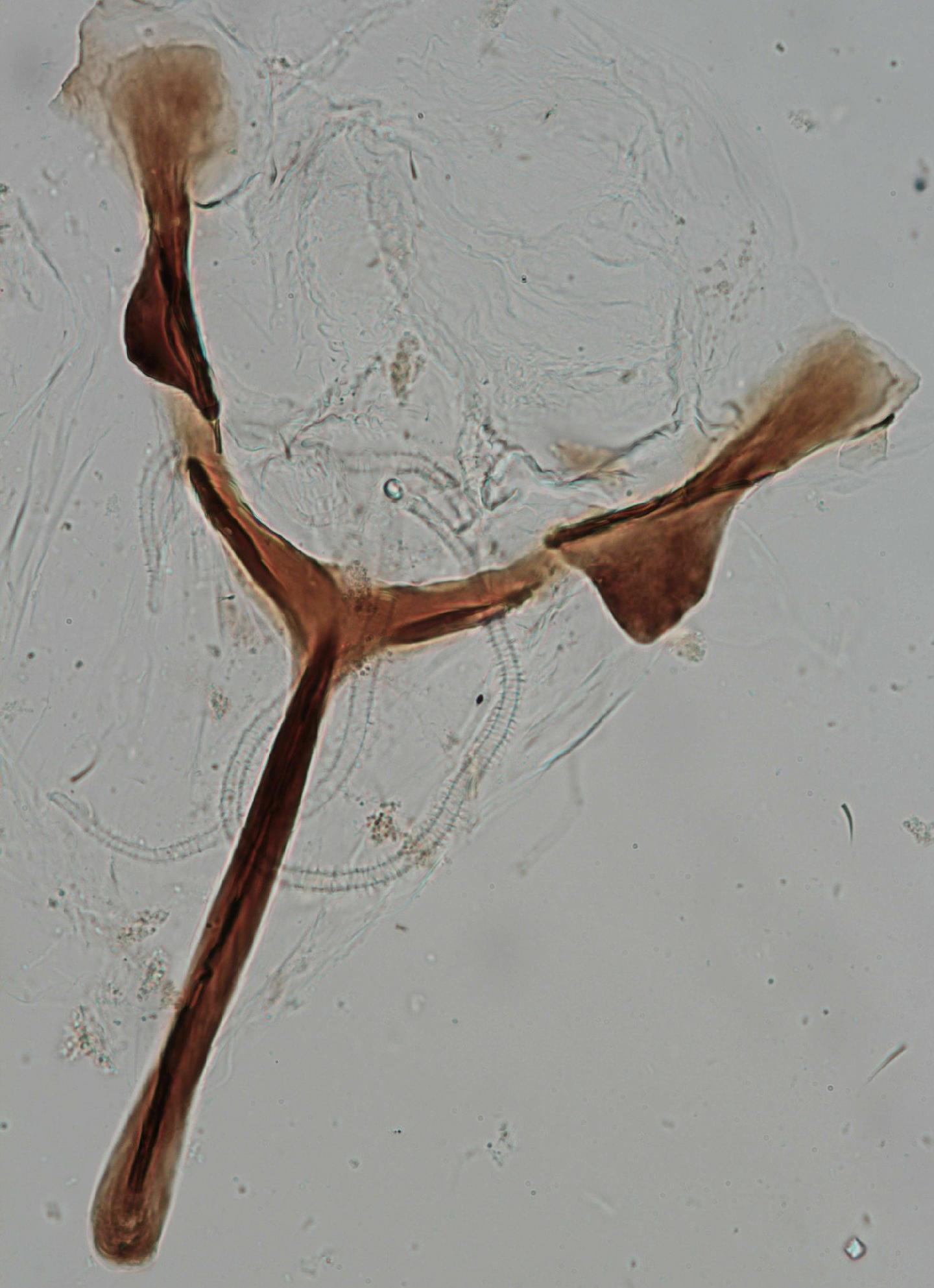 Simulium tarsale