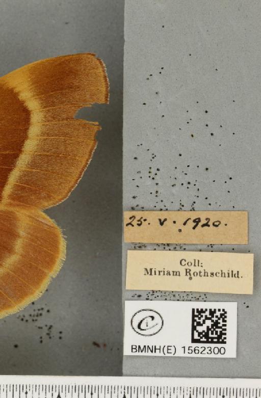 Lasiocampa quercus quercus (Linnaeus, 1758) - BMNHE_1562300_label_239997