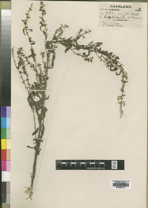 Indigofera paniculata Pers. - BM000843151