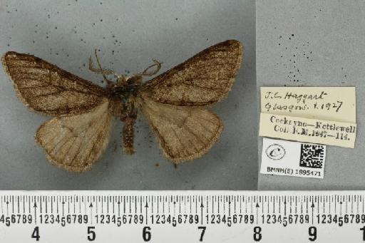 Phigalia pilosaria (Denis & Schiffermüller, 1775) - BMNHE_1895471_456352