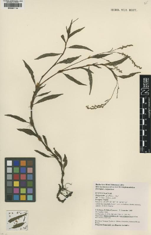 Polygonum punctatum Elliott - BM000817164