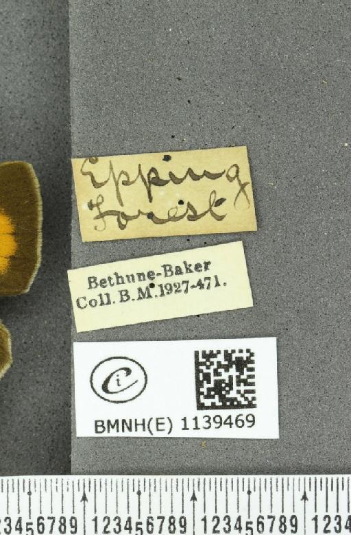 Thecla betulae (Linnaeus, 1758) - BMNHE_1139469_label_95454