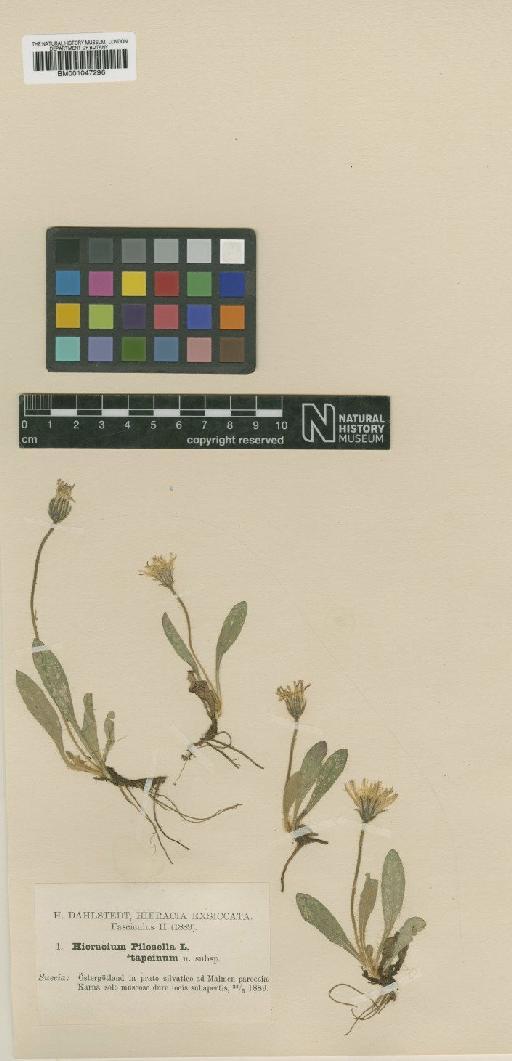 Hieracium pilosella subsp. tapeinum Dahlst. - BM001047296