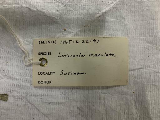 Loricaria maculata Bloch, 1794 - BMNH 1845.6.22.97, Loricaria maculata, label