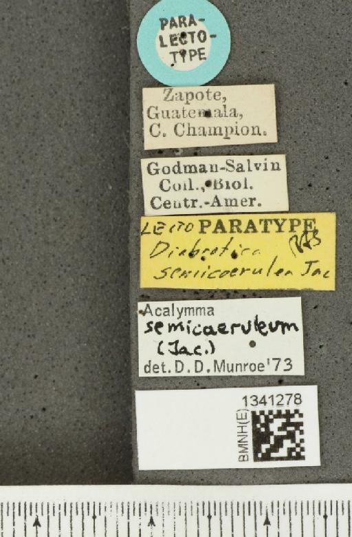Acalymma semicoeruleum (Jacoby, 1887) - BMNHE_1341278_label_23148