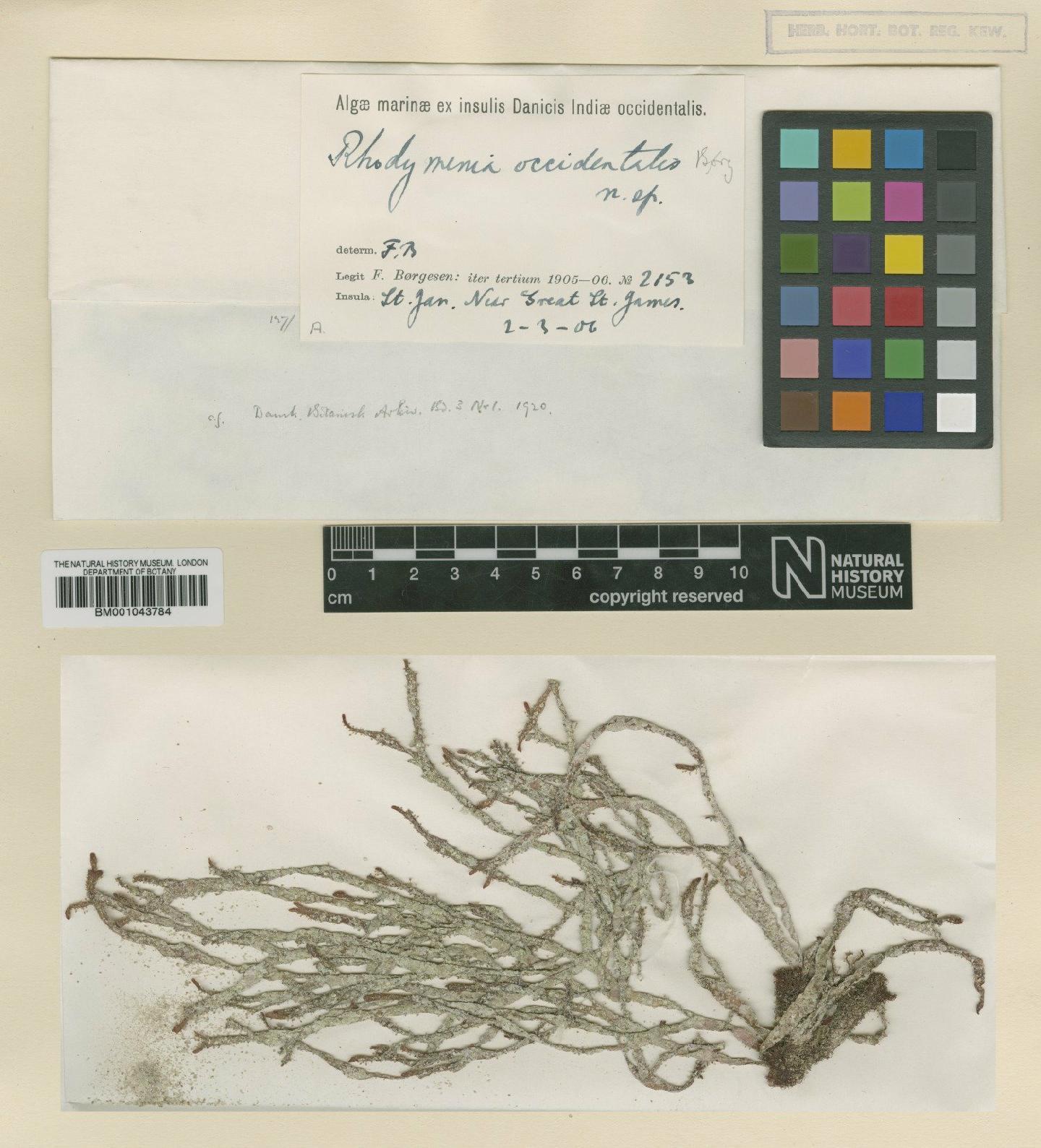 To NHMUK collection (Rhodymenia occidentalis Børgesen; TYPE; NHMUK:ecatalogue:2385772)