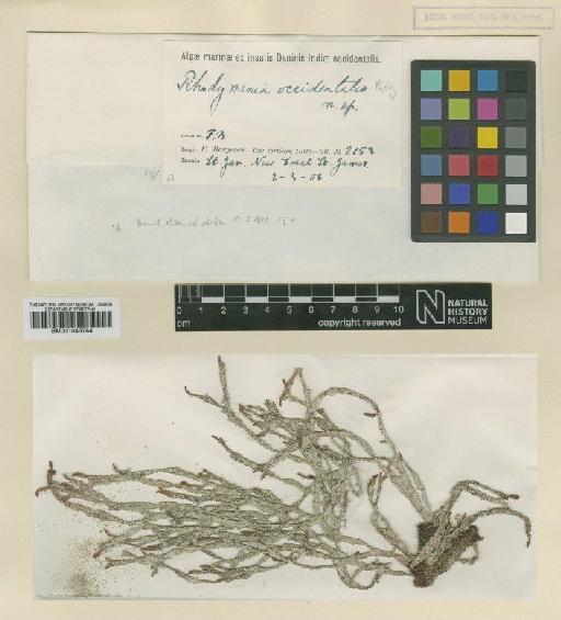 Rhodymenia occidentalis Børgesen - BM001043784