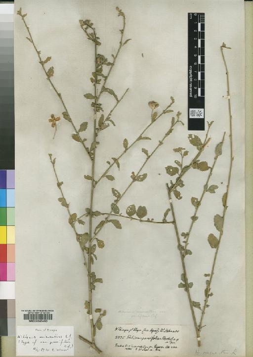 Hibiscus micranthus L.f. - BM000645490