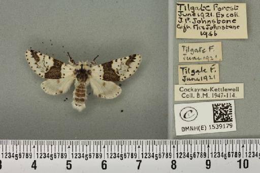 Furcula bicuspis (Borkhausen, 1790) - BMNHE_1539179_241869