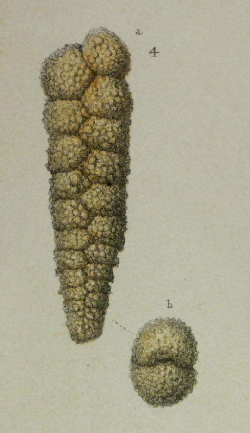 Textularia agglutinans var. porrecta Brady, 1884 - ZF2434_43_4_Textularia_porrecta.jpg