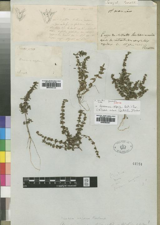 Nesaea aspera (Guill. & Perr.) Koehne - BM000902426