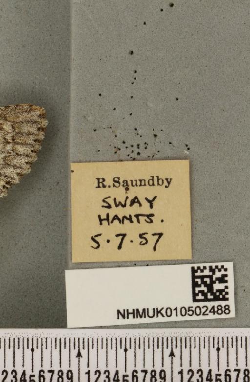 Acronicta aceris (Linnaeus, 1758) - NHMUK_010502488_label_560502