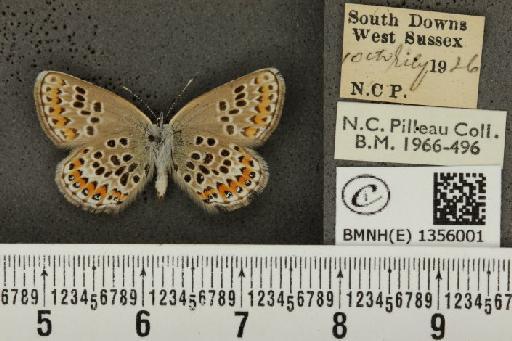 Plebejus argus argus ab. basijuncta Tutt, 1909 - BMNHE_1356001_153621