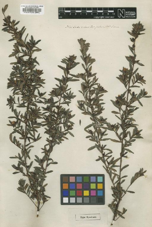 Hibbertia nitida (R.Br. ex DC.) Benth. - BM000551282 (2)