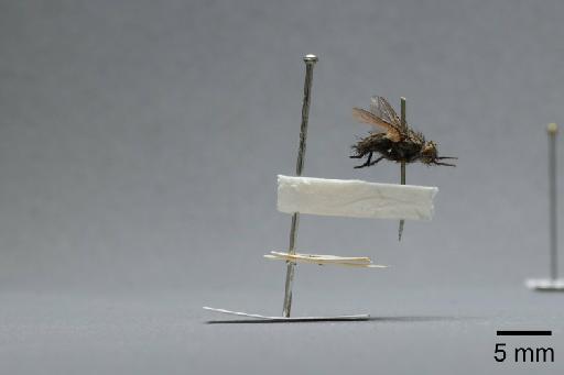 Sarcophaga (Myorhina) nigriventris Meigen, 1826 - 015091785_lateral