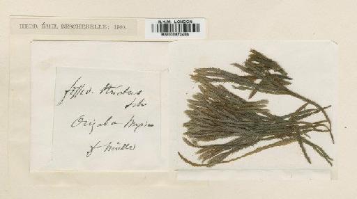 Fissidens grandifrons Brid. - BM000872404