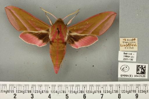 Deilephila elpenor (Linnaeus, 1758) - BMNHE_1642628_241227