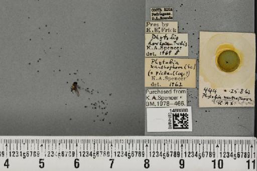 Phytobia xanthophora (Schiner, 1868) - BMNHE_1488688_52536