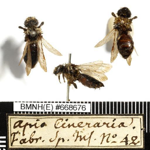 Apis cineraria Linnaeus, 1758 - Apis_cineraria-BMNH(E)#668676-habiti