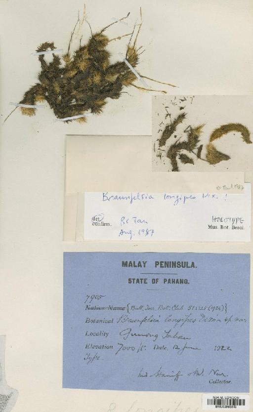 Braunfelsia longipes Dixon - BM000965843