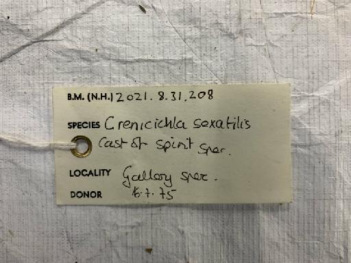 Crenicichla saxatilis (Linnaeus, 1758) - BMNH 2021.8.31.208, Crenicichla saxatilis, label