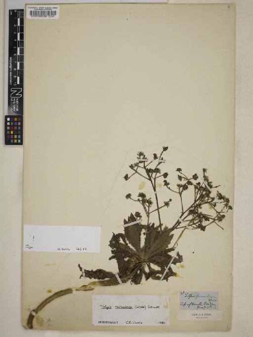 Tolpis farinulosa (Webb) Schmidt - 000083058
