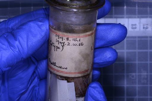 Cophyla tuberifera - 1947.2.10.56-pic14