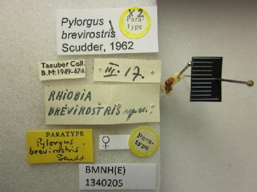 Pylorgus brevirostris Scudder, 1962 - Pylorgus brevirostris-BMNH(E)1340205-Paratype female dorsal & labels 2