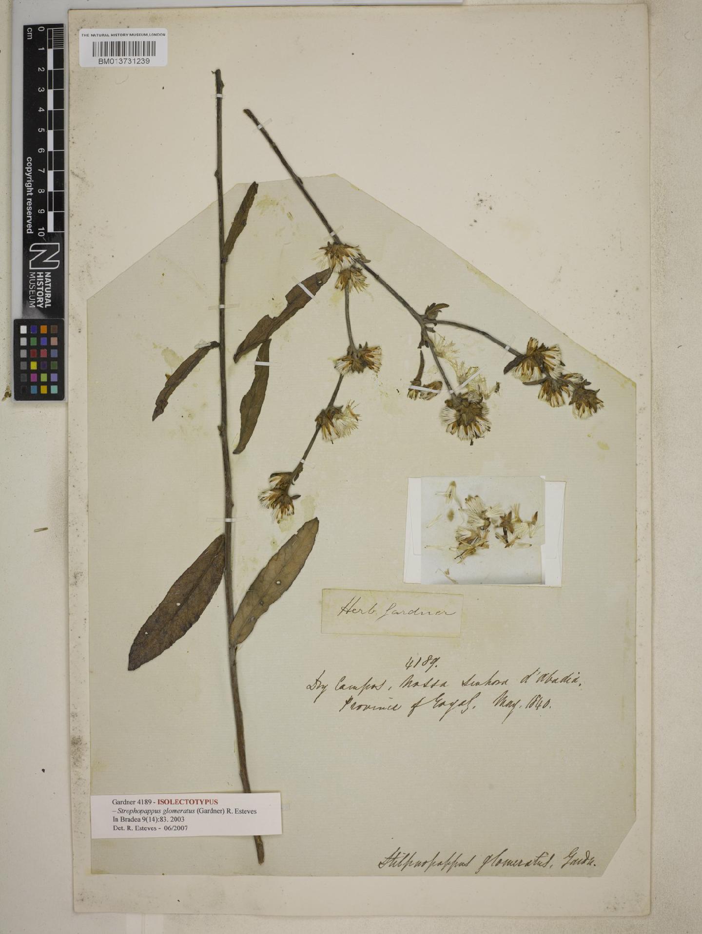 To NHMUK collection (Strophopappus glomeratus (Gardner) R.Esteves; ISOLECTOTYPE; NHMUK:ecatalogue:8962944)
