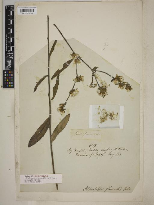 Strophopappus glomeratus (Gardner) R.Esteves - BM013731239