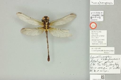 Lamelligomphus hongkongensis Wilson, 1995 - 013324052_dorsal