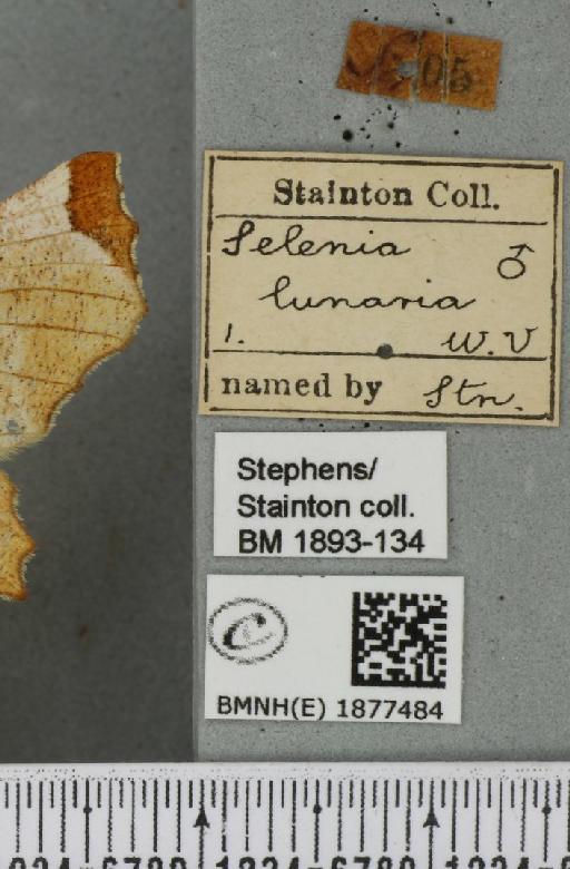 Selenia lunularia (Hübner, 1788) - BMNHE_1877484_label_448457