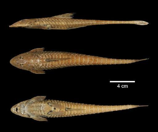 Loricaria labialis Boulenger, 1895 - 1895.5.17.98; Loricaria labialis; type; ACSI Project image