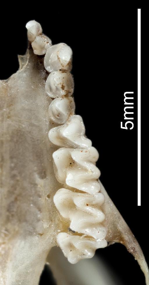 Kerivoula hardwickii - Left_upper_tooth_row_kerivoula_hardwickii_type