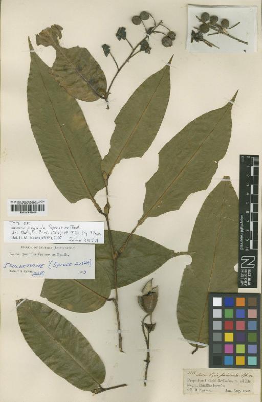 Swartzia pendula Spruce ex Benth. - BM000952045