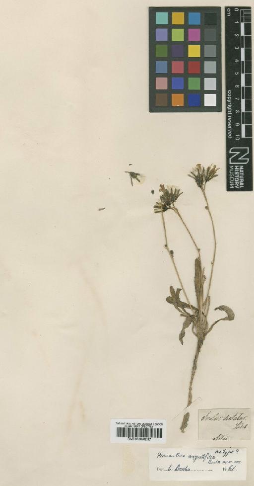 Prenanthes angustifolia Boulos - BM000996237