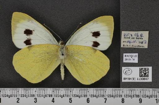 Pieris brassicae (Linnaeus, 1758) - BMNHE_1130847_87534